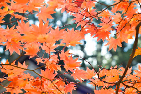 Autumn season colorful of tree and leaves  in Japanの写真素材
