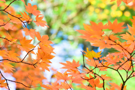 Autumn season colorful of tree and leaves  in Japanの写真素材