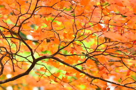 Autumn season colorful of tree and leaves  in Japanの写真素材