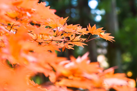 Autumn season colorful of tree and leaves  in Japan