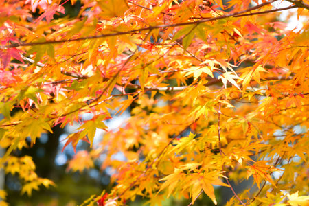 Autumn season colorful of tree and leaves  in Japan