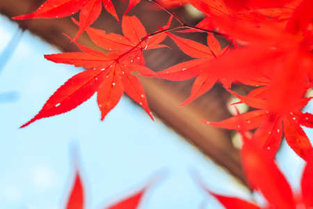 Autumn season colorful of tree and leaves  in Japanの写真素材