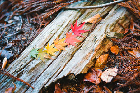 Autumn season colorful of tree and leaves  in Japanの写真素材