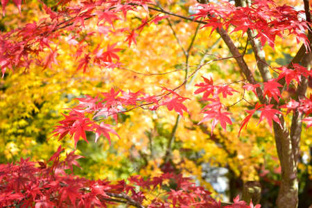 Autumn season colorful of tree and leaves  in Japanの写真素材