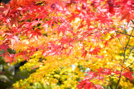Autumn season colorful of tree and leaves  in Japanの写真素材