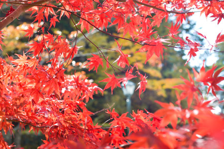 Autumn season colorful of tree and leaves  in Japan