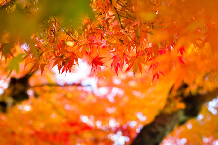 Autumn season colorful of tree and leaves  in Japanの写真素材