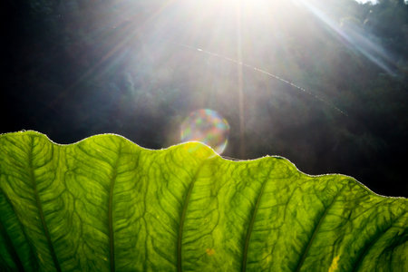 Dew drops on lotus leaf in morning