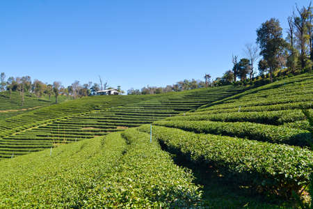Landscape of Tea Plantation planted on mountainの写真素材