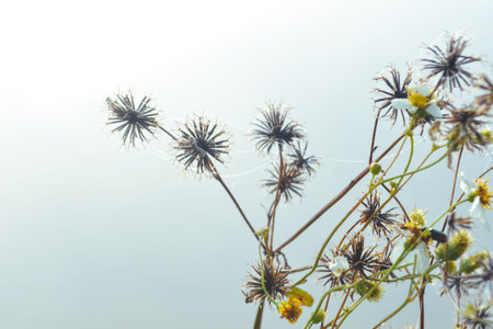 flower and water drops on spider web in morning