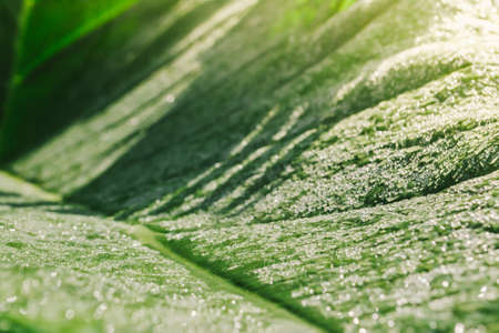 Dew drops on lotus leaf in morningの写真素材