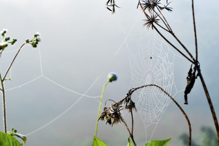 flower and water drops on spider web in morning