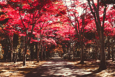 Autumn season colorful of leaves  in Sapporo Hokkaido Japanの写真素材