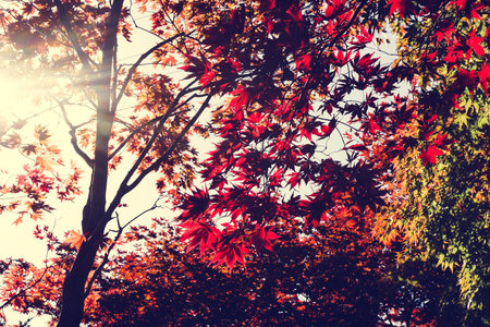 Autumn season colorful of leaves  in Sapporo Hokkaido Japan