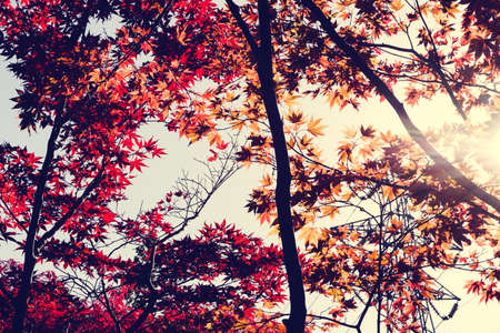 Autumn season colorful of leaves  in Sapporo Hokkaido Japanの写真素材