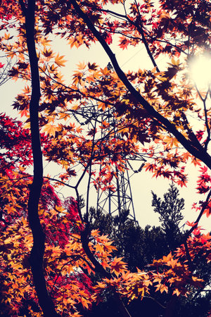Autumn season colorful of leaves  in Sapporo Hokkaido Japan