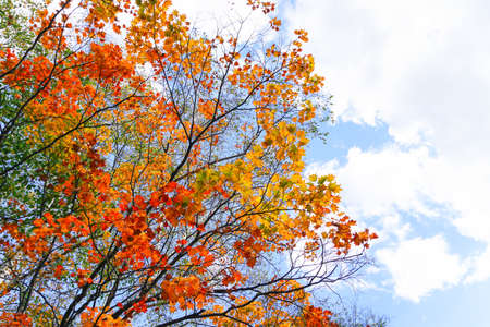 Autumn season colorful of leaves  in Maruyama Park at  Hokkaido Japanの写真素材