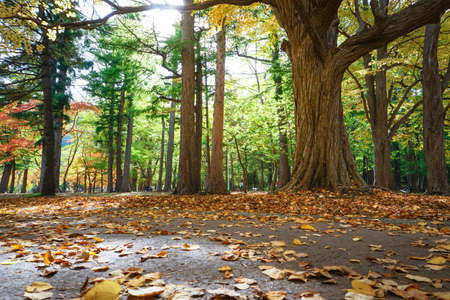 Autumn season colorful of leaves  in Maruyama Park at  Hokkaido Japanの写真素材