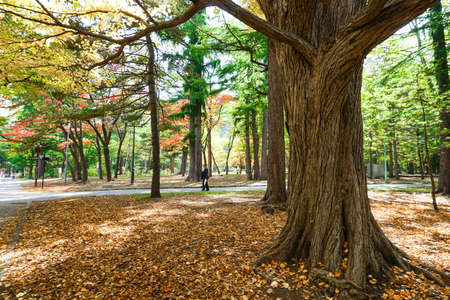 Autumn season colorful of leaves  in Maruyama Park at  Hokkaido Japanの写真素材