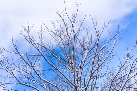 Branches is full of snow in early winter at Sapporo Hokkaido Japan