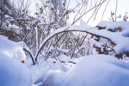 Branches is full of snow in early winter at Sapporo Hokkaido Japanの写真素材