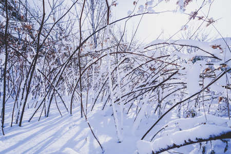 Branches is full of snow in early winter at Sapporo Hokkaido Japanの写真素材
