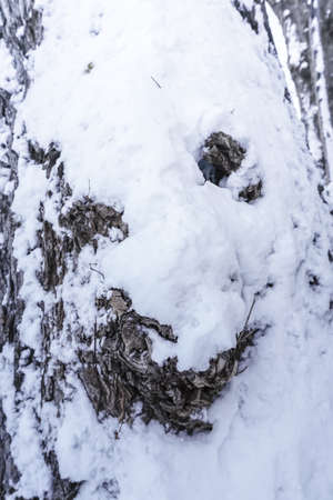 Branches is full of snow in early winter at Sapporo Hokkaido Japanの写真素材