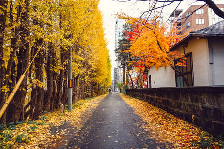 Autumn season colorful of tree and leaves  in Japanの写真素材