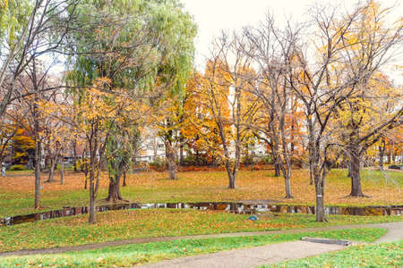 Autumn season colorful of tree and leaves  in Japanの写真素材
