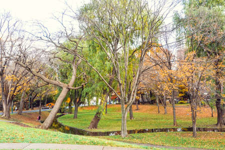 Autumn season colorful of tree and leaves  in Japanの写真素材