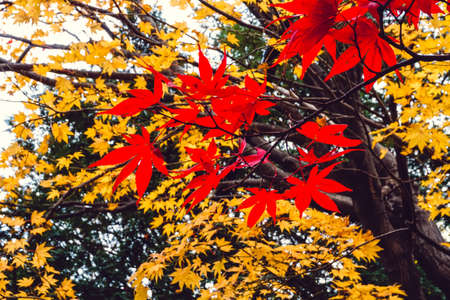 Autumn season colorful of tree and leaves  in Japanの写真素材