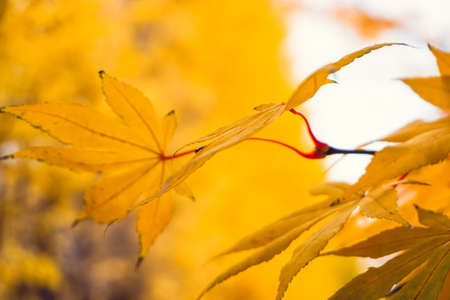 Autumn season colorful of tree and leaves  in Japanの写真素材