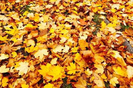 Autumn season colorful of tree and leaves  in Japanの写真素材