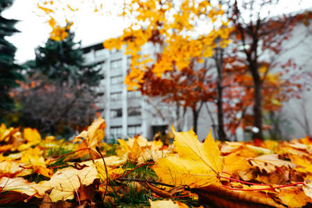 Autumn season colorful of tree and leaves  in Japanの写真素材