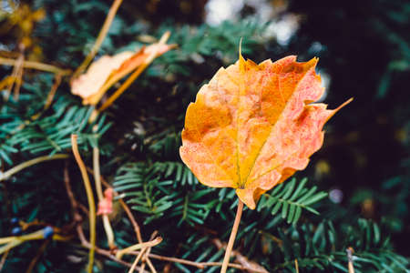Autumn season colorful of tree and leaves  in Japanの写真素材