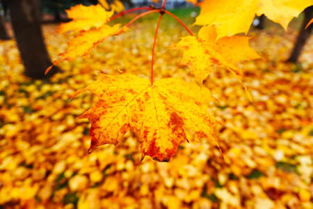 Autumn season colorful of tree and leaves  in Japanの写真素材