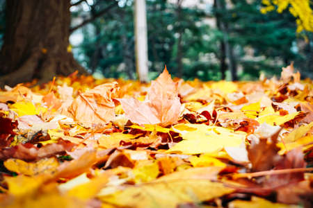 Autumn season colorful of tree and leaves  in Japanの写真素材