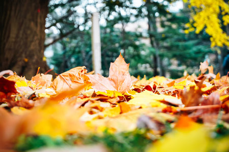 Autumn season colorful of tree and leaves  in Japan