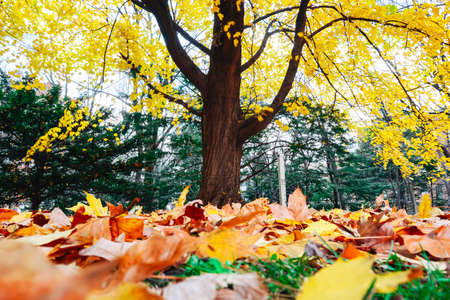 Autumn season colorful of tree and leaves  in Japanの写真素材