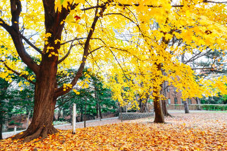 Autumn season colorful of tree and leaves  in Japanの写真素材