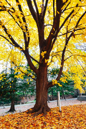 Autumn season colorful of tree and leaves  in Japanの写真素材