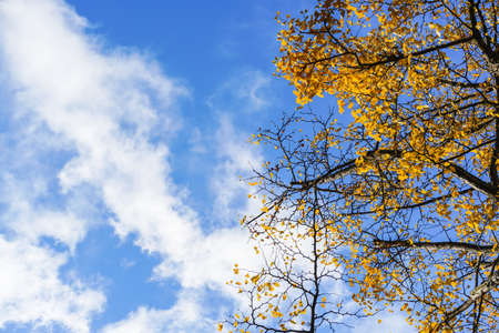 Autumn season colorful of tree and leaves  in Japanの写真素材