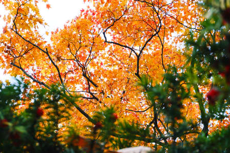 Autumn season colorful of tree and leaves  in Japanの写真素材