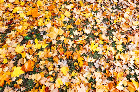 Autumn season colorful of tree and leaves  in Japanの写真素材