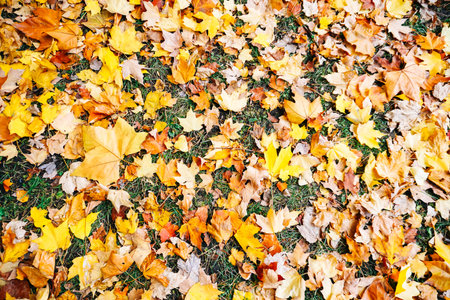 Autumn season colorful of tree and leaves  in Japan