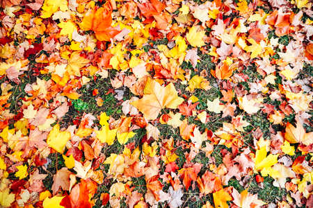 Autumn season colorful of tree and leaves  in Japanの写真素材