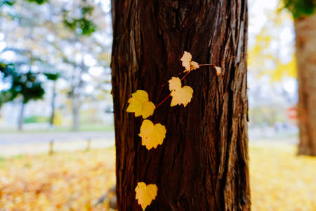 Autumn season colorful of tree and leaves  in Japanの写真素材