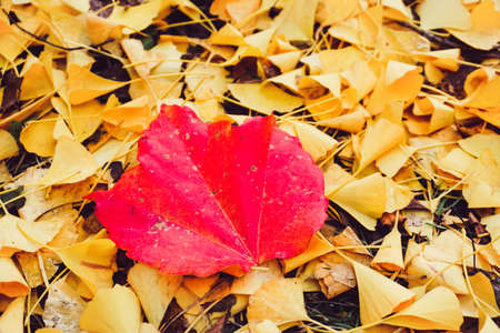 Autumn season colorful of tree and leaves  in Japanの写真素材