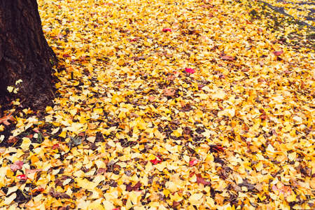 Autumn season colorful of tree and leaves  in Japanの写真素材