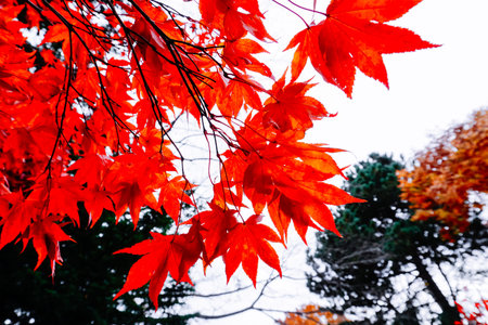 Autumn season colorful of tree and leaves  in Japan
